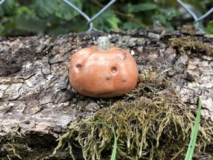 Raku ceramic orange pumpkin nature spirit kami sculpture for autumn, fall, Hallowe'en, and Samhain. Lovely statue for seasonal decorations, nature table, or pagan altar.