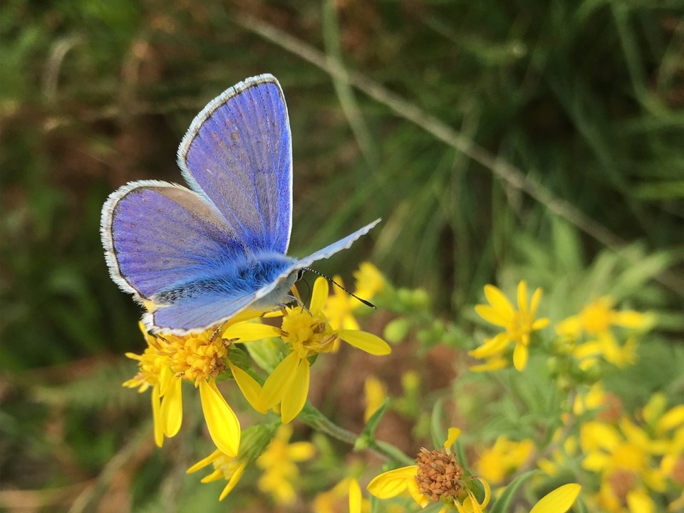 1 session Rewilding, Creativity, & Meditation Coaching to find your self, rediscover nature | journey, guidance, connection, inner peace